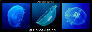 Common Jellyfish looks like..:) by Horen Stalbe 